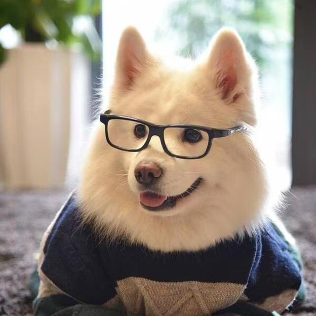 博宇宠宠