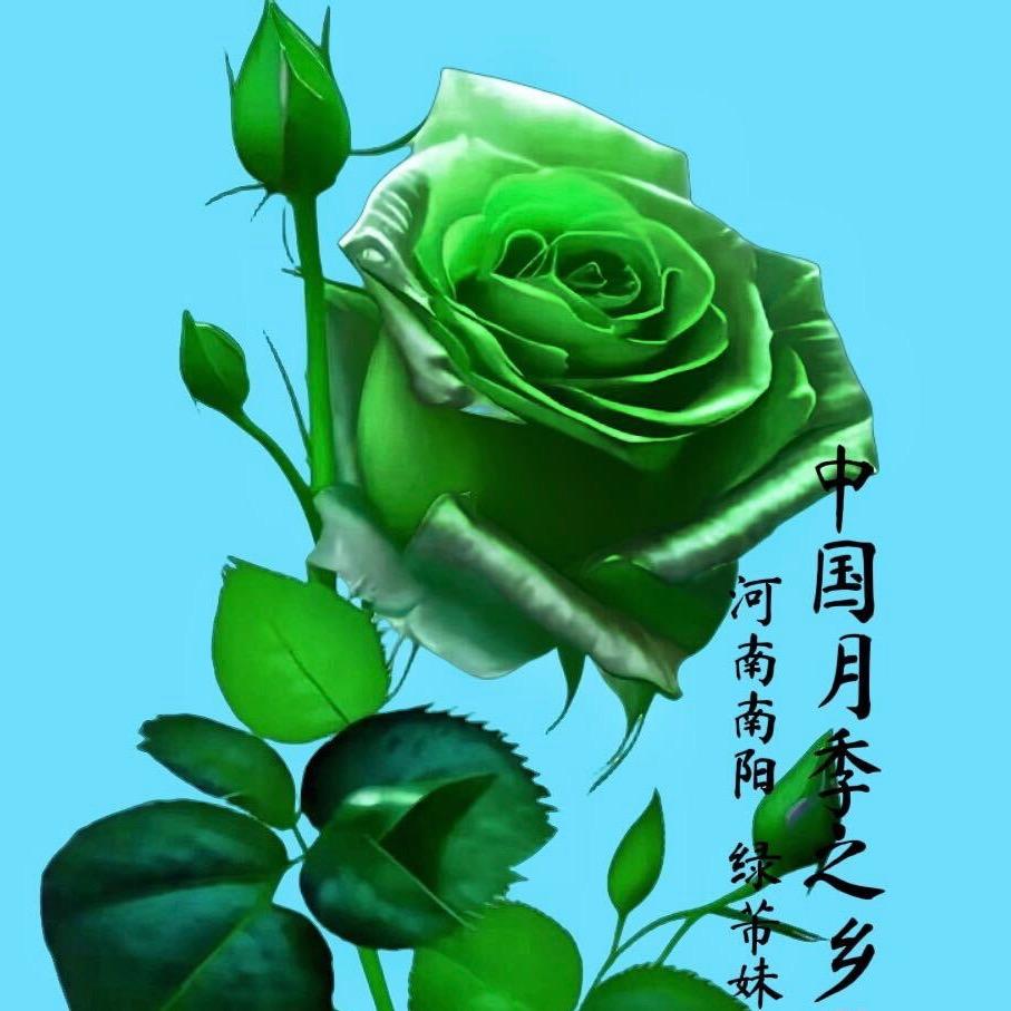 南阳月季-绿芾妹