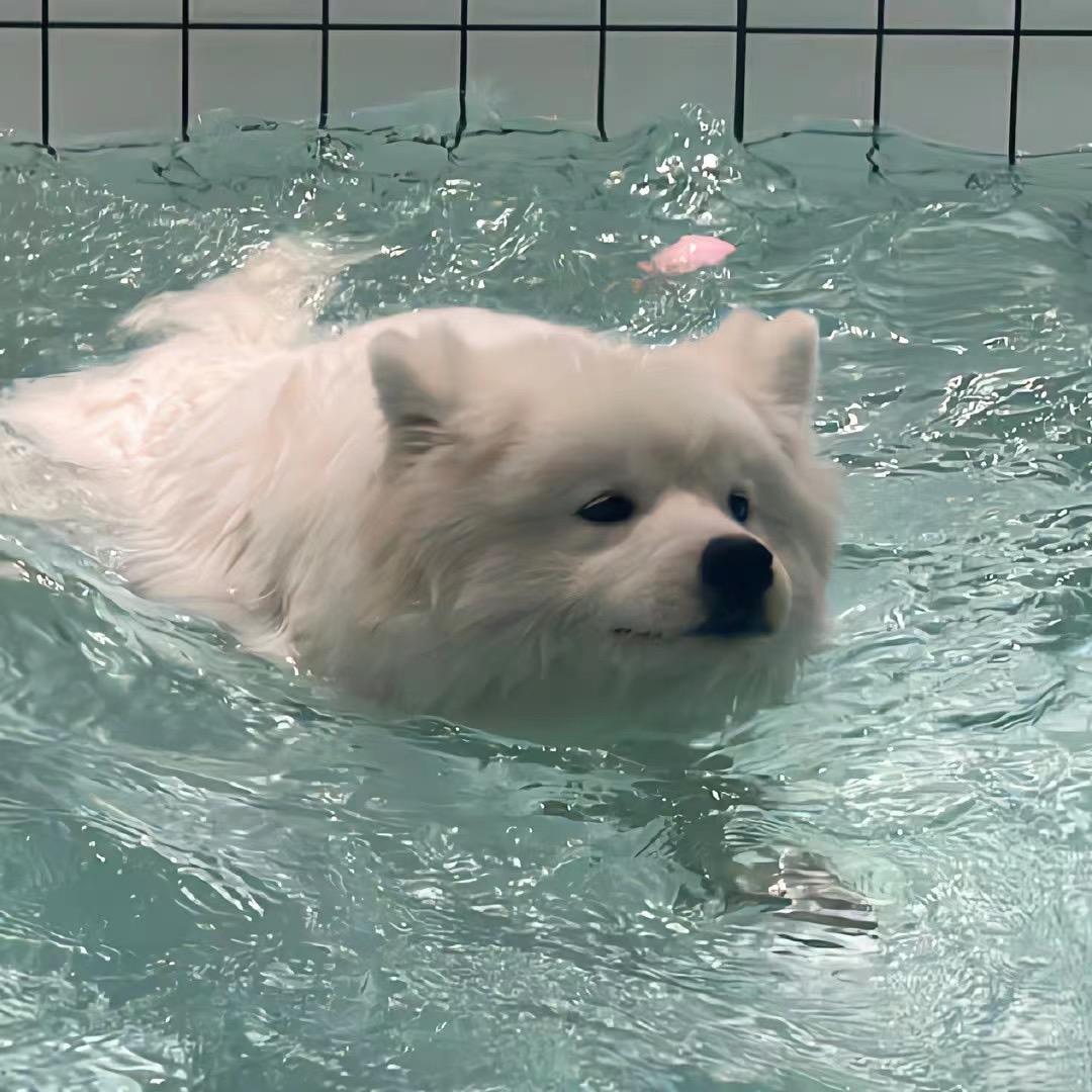 ao