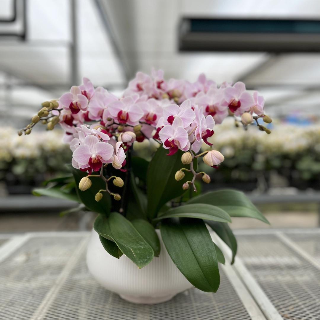 朴兰朵蝴蝶兰种植基地