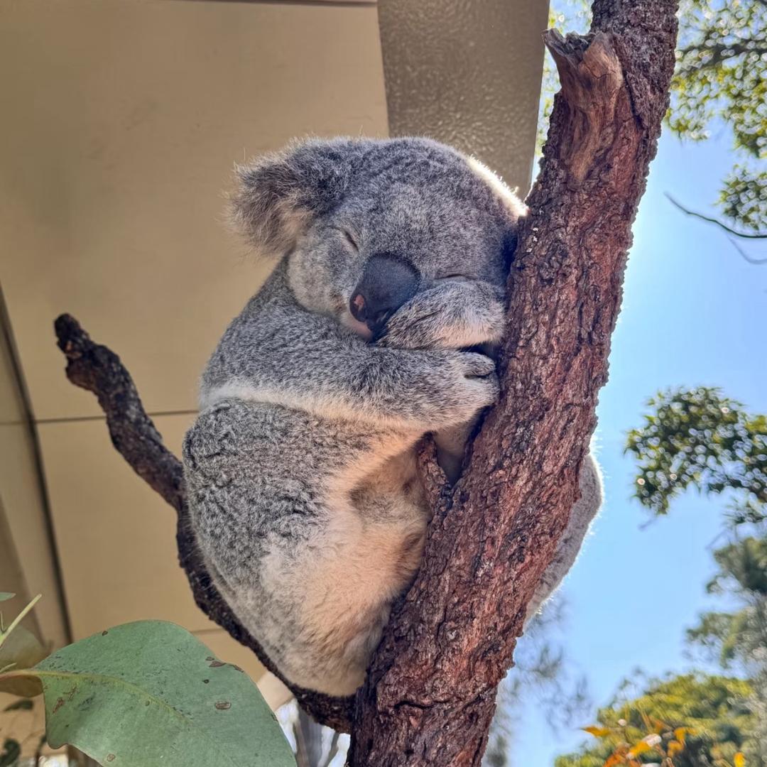 考拉🐨爱种草🌿