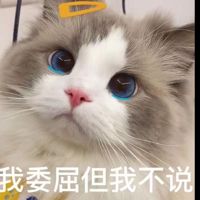 小布丁