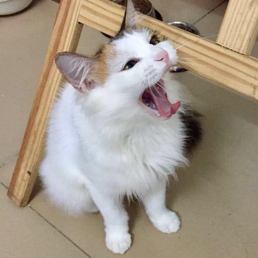 三铭猫宝