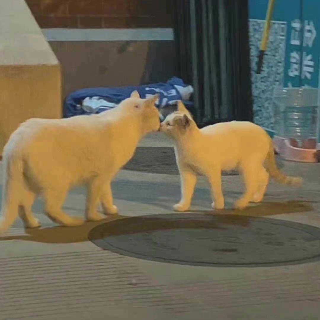 轮轮来了