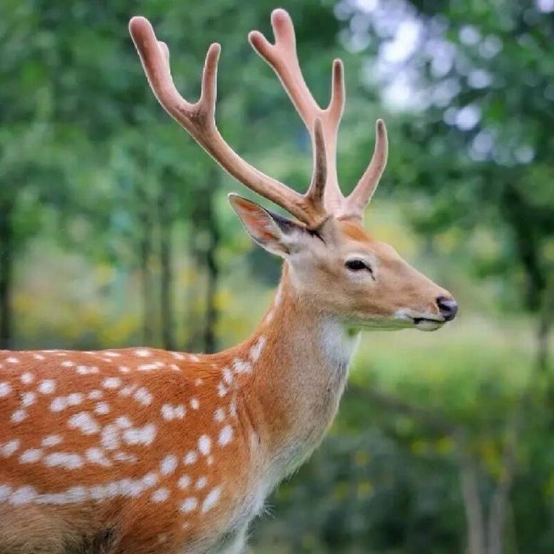 鸿祥滋补养生专营店严选2号