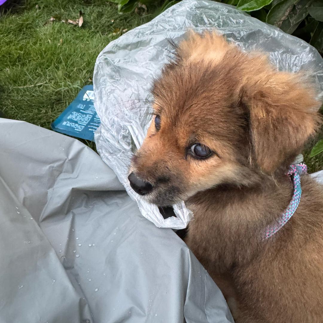 勇敢一坨（武汉可上门寄养）