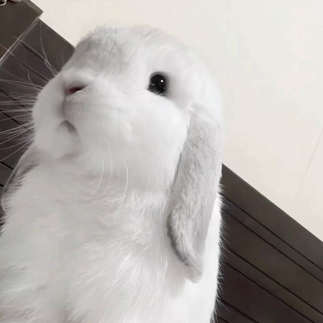 小馄饨