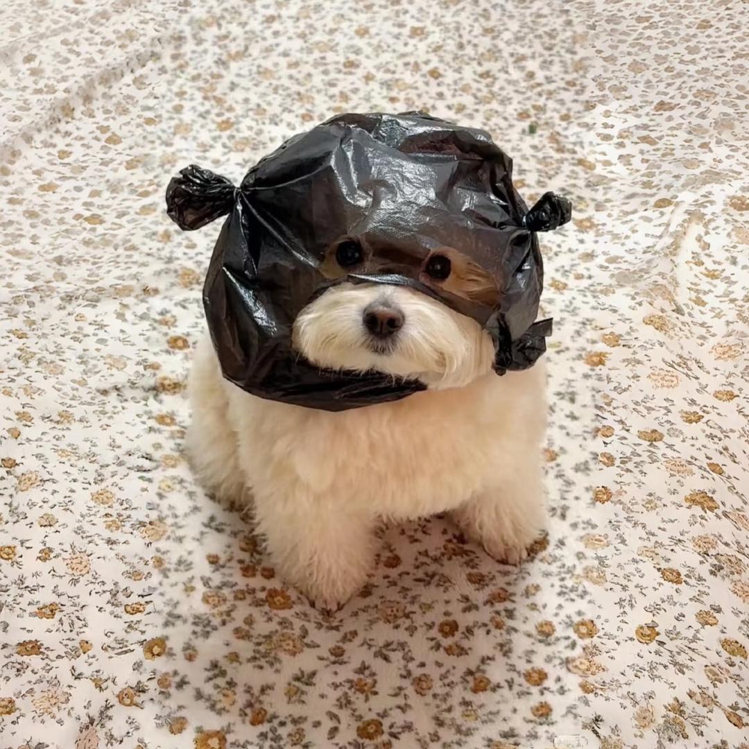 开心小狗