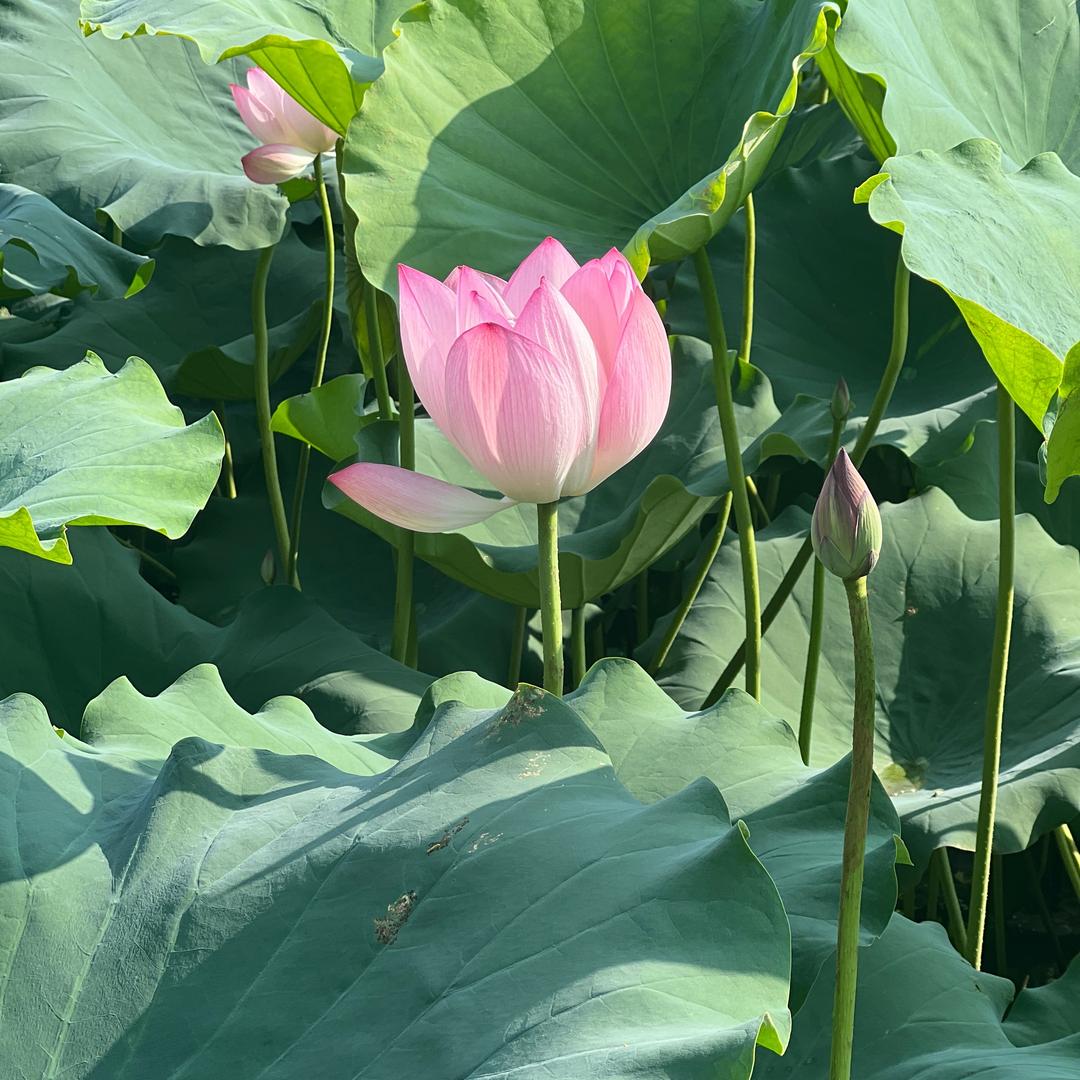 小花🌸