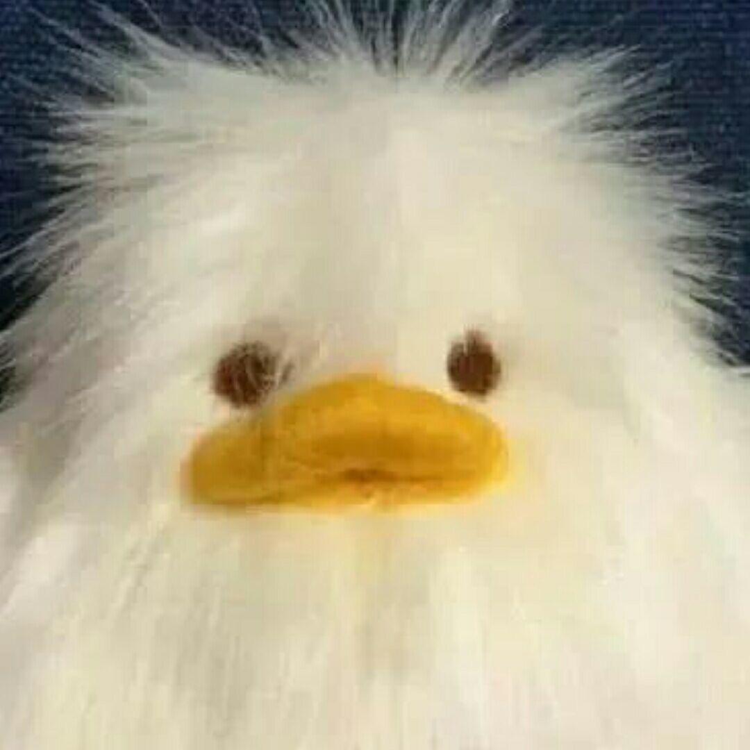 不行滚球
