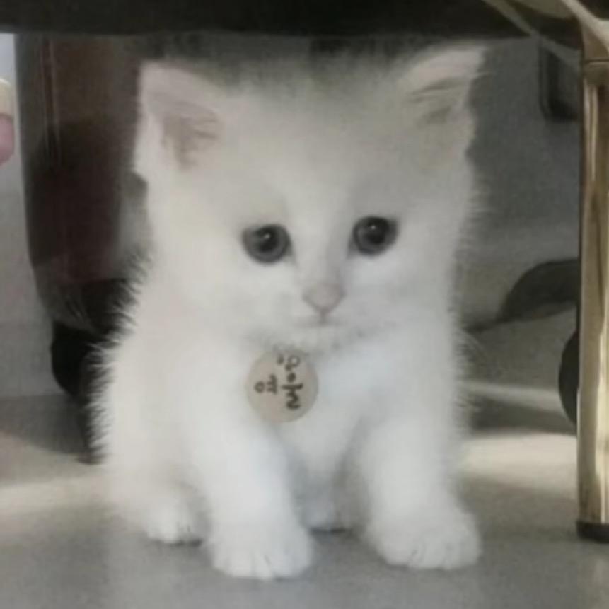 柔猫殿下