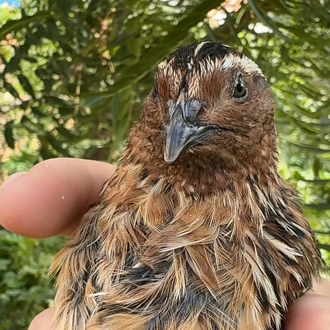 小高斗鹌鹑孵化   赵老二