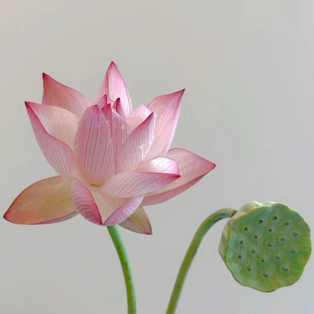 Lila英语
