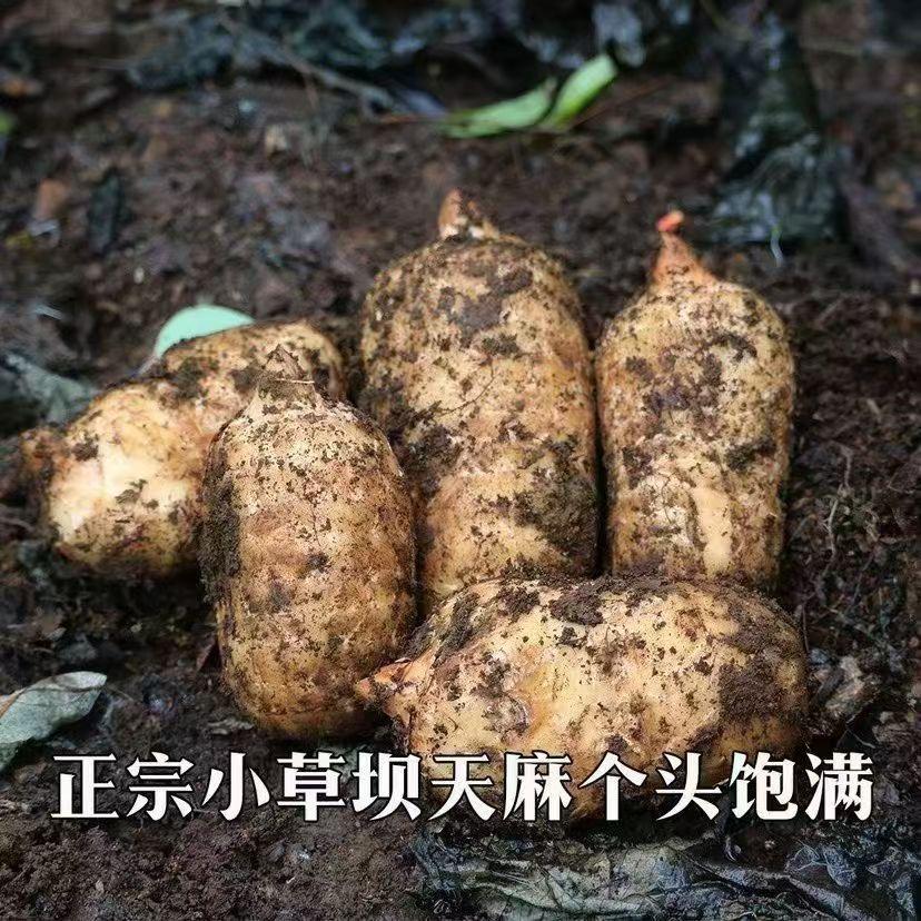 小杨天麻（自家种植）