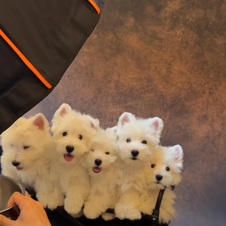 春城  巴黎龙 高端萌宠店