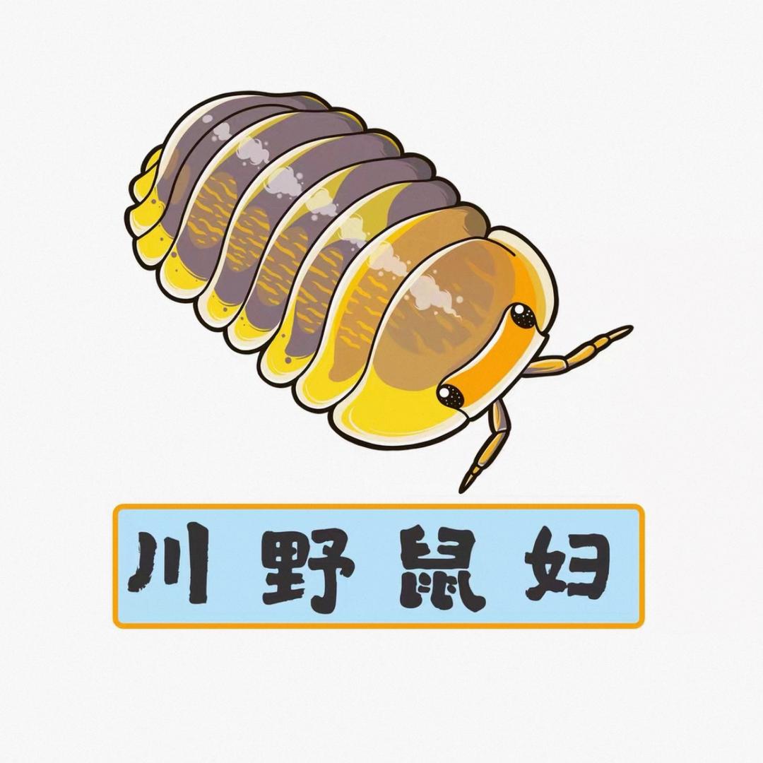 川野Chuanye