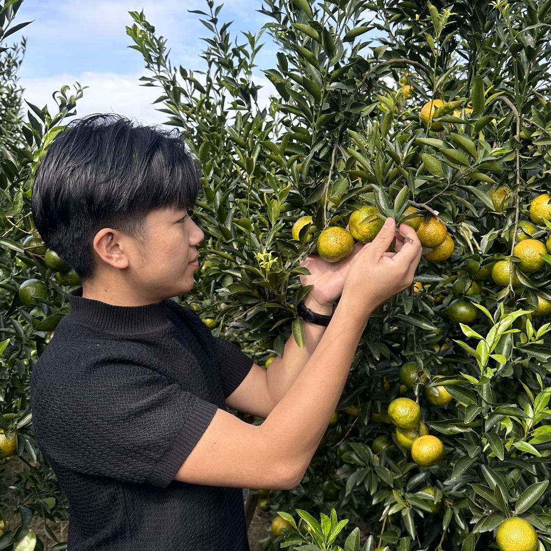 正柑源新会陈皮