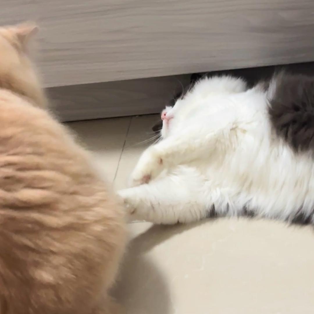 猫猫猫怎么了