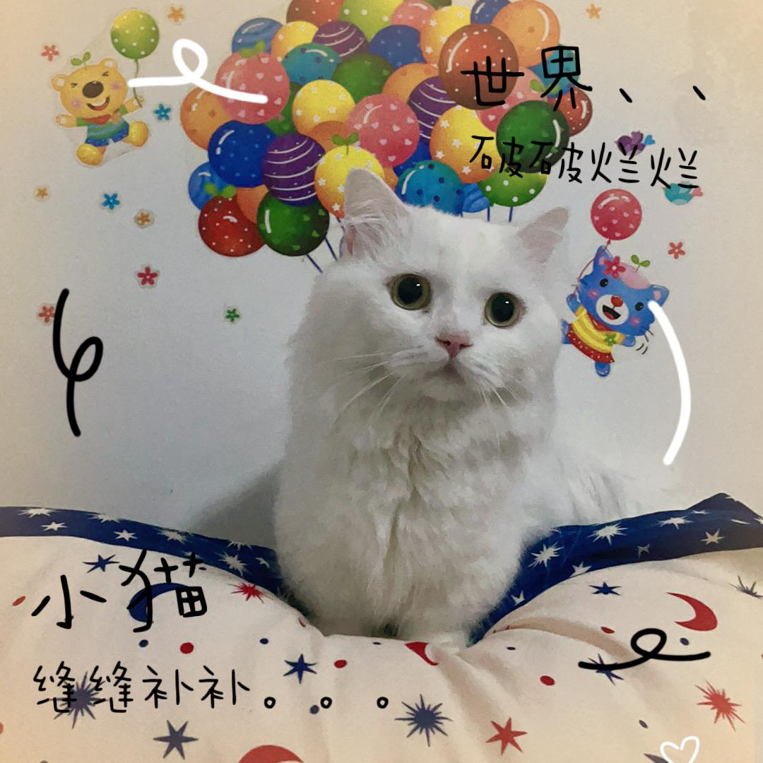 朱朱呢