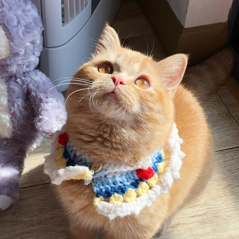猫舌崔