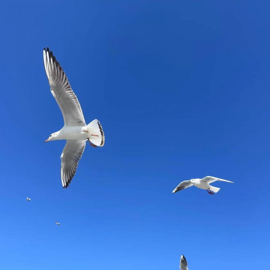 我抖我抖