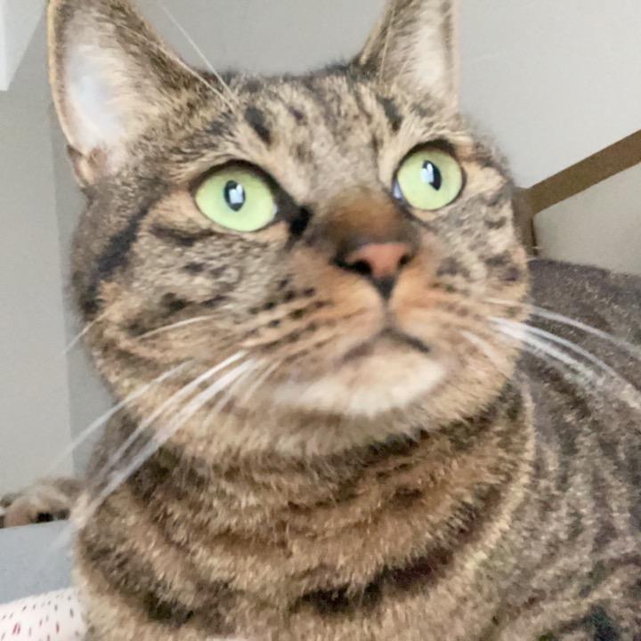 无可救药的猹lol