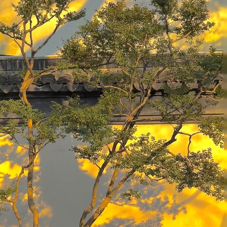 鑫煜