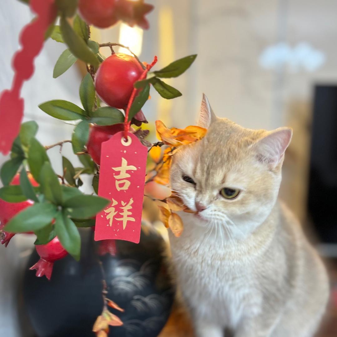 姜母鸭居士