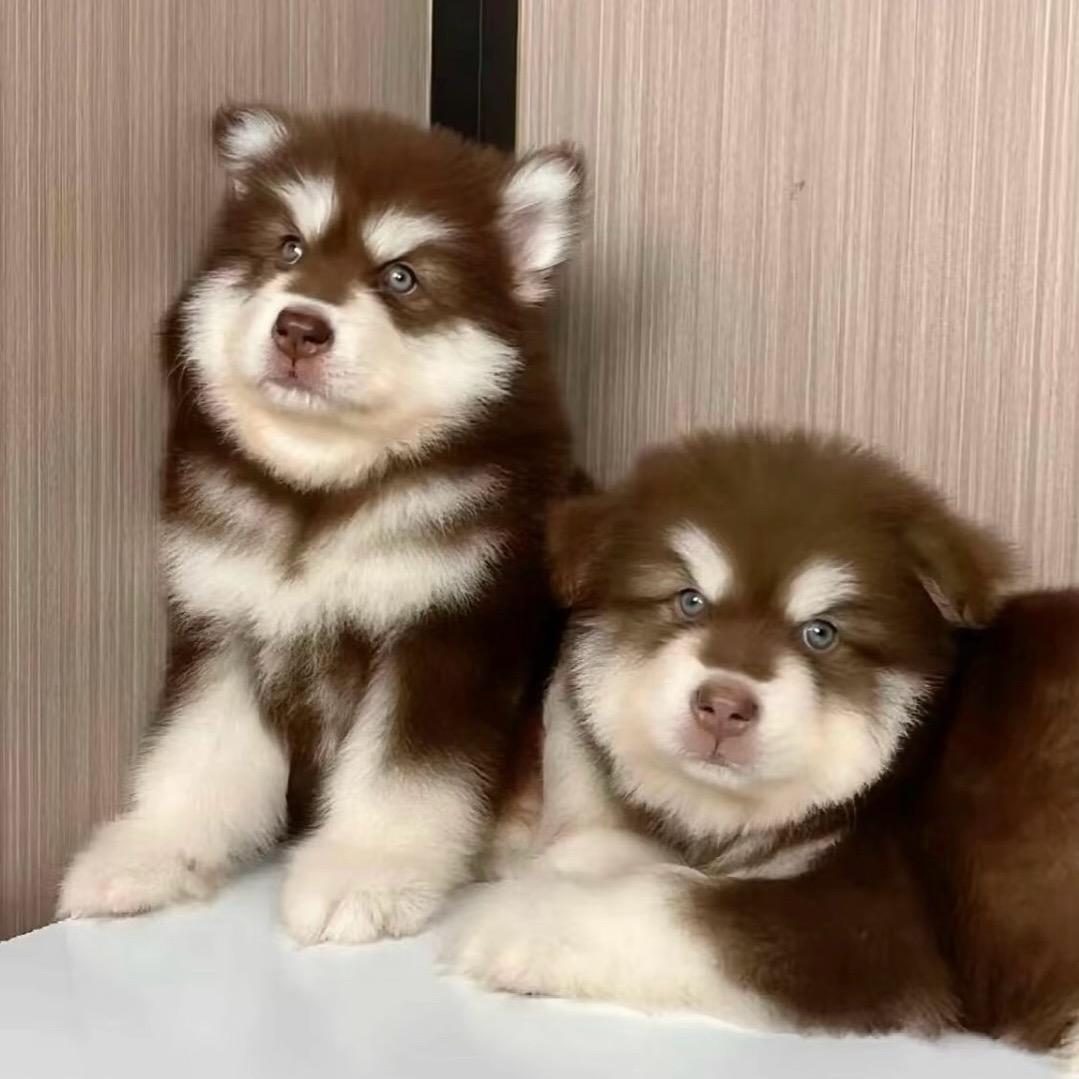 小张的阿拉斯加