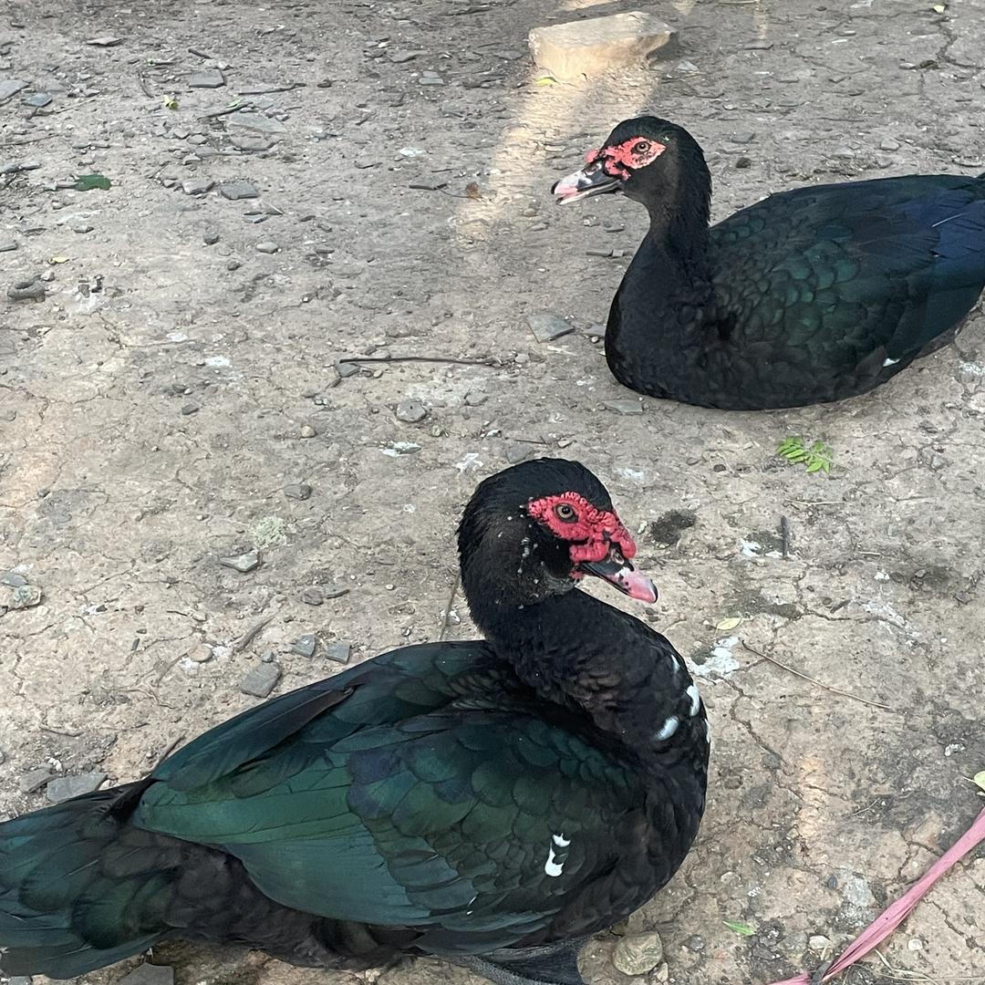 友联养殖（瑞金）