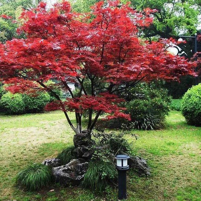 槿裕花卉