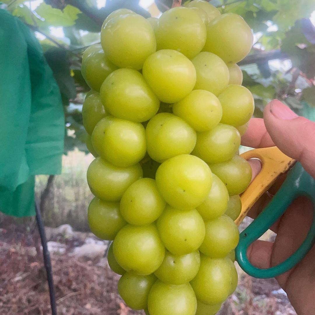 池州绿野源果园