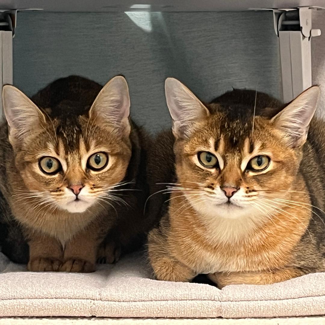 铁柱图图两只喵～