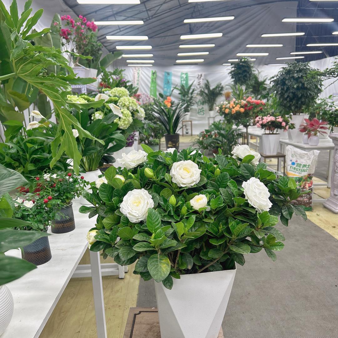 阿水绿植仓