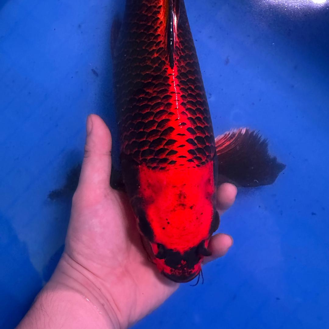鱼粤蝴蝶鲤精选