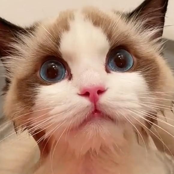 佩奇的布偶猫🐷