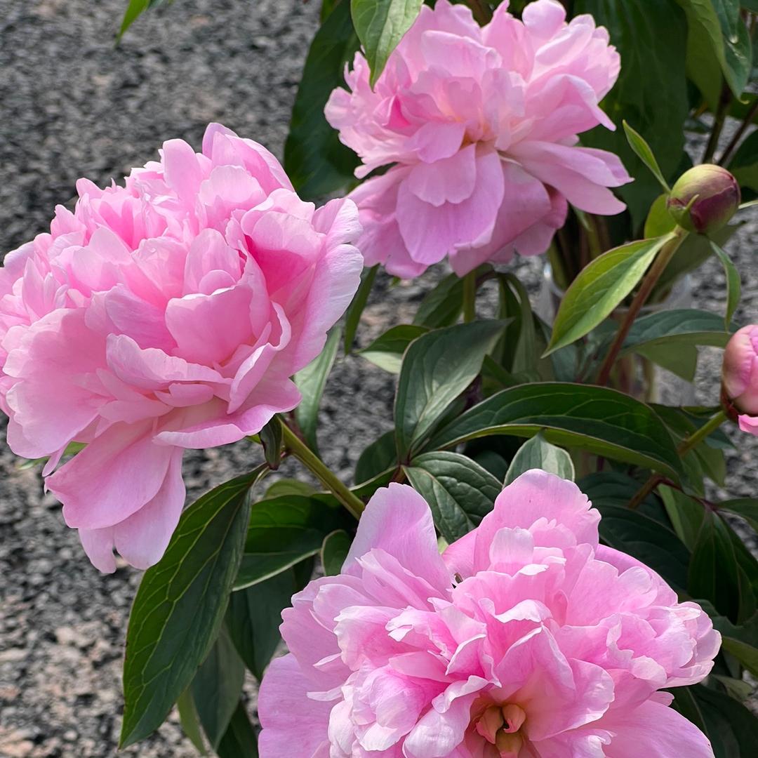 重庆芍源芍药