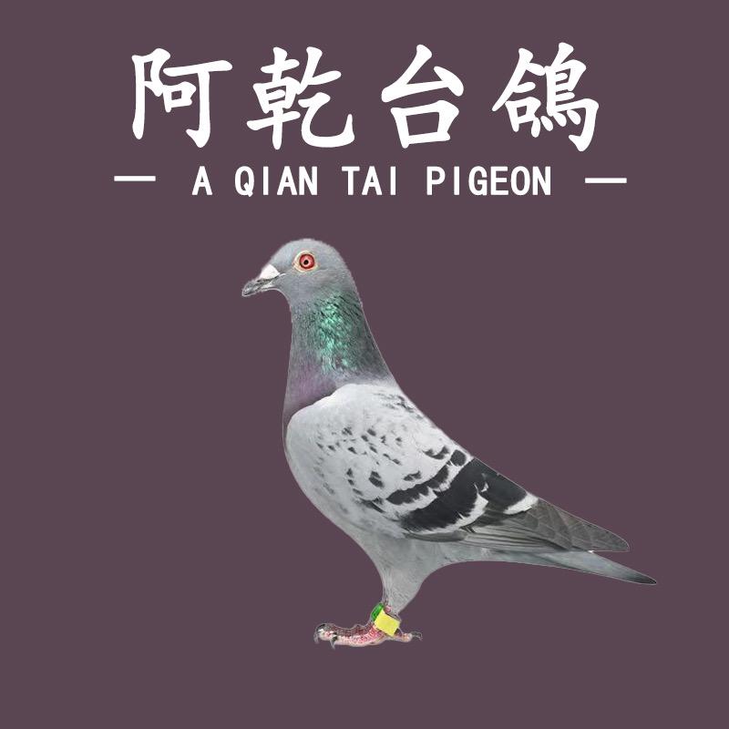 阿乾台鸽（泉州石狮）