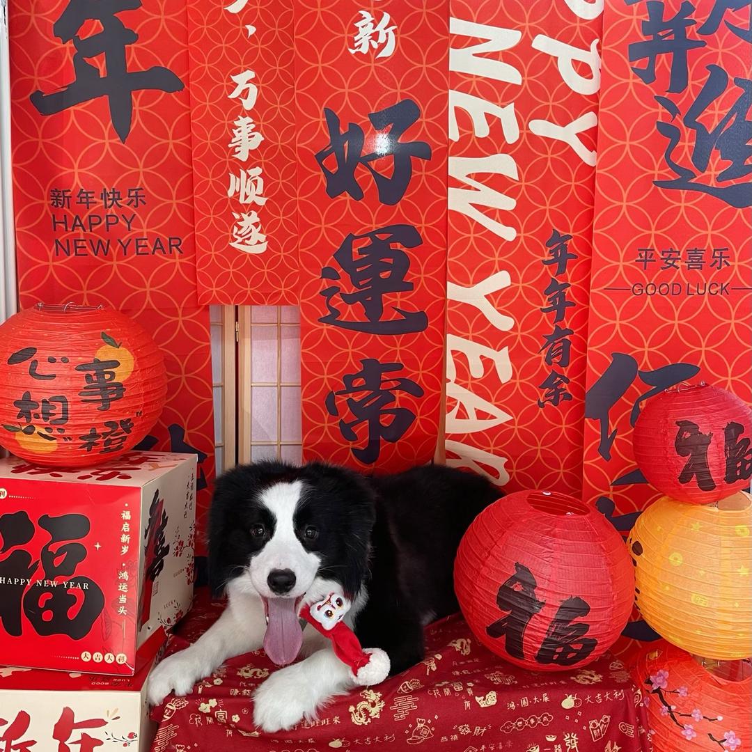 张黑豆