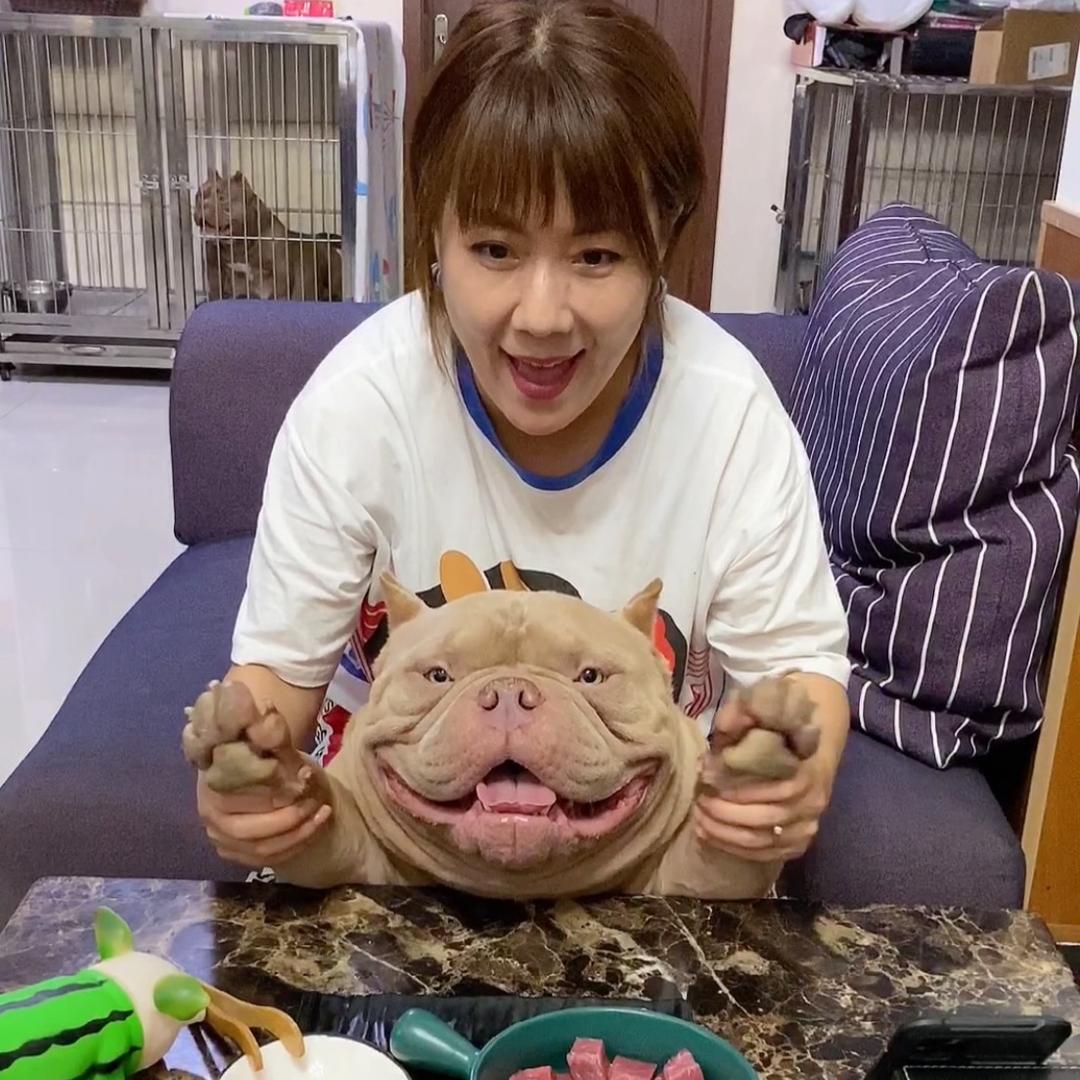 花花恶霸犬