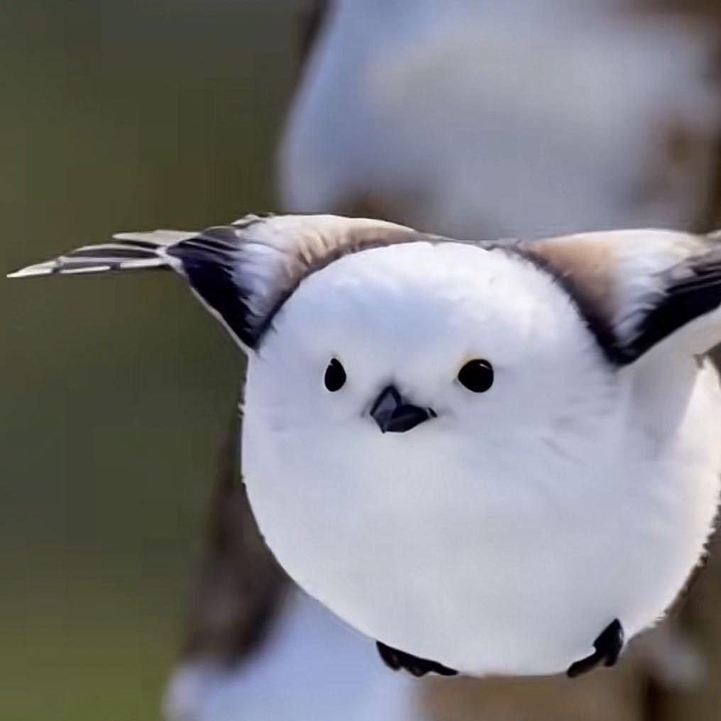 啾