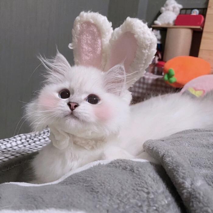 橘子甜不甜