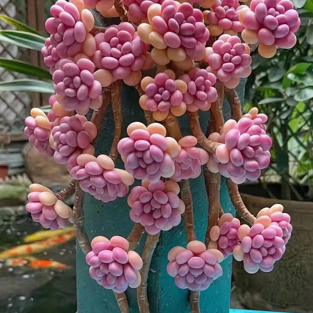 春风十里多肉花卉