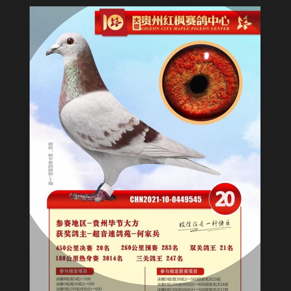 贵州超音速鸽苑