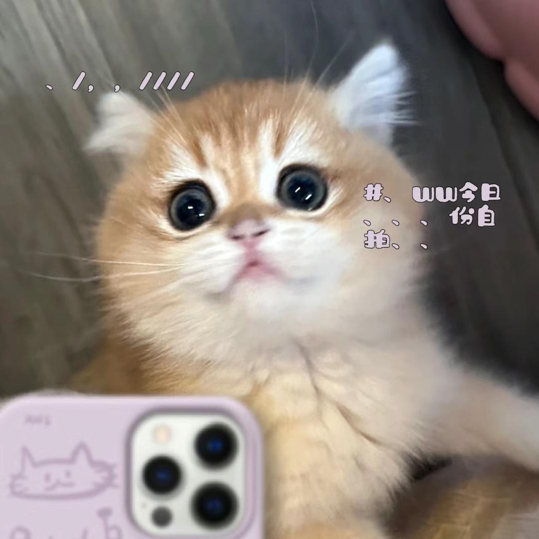 蛋蛋家族
