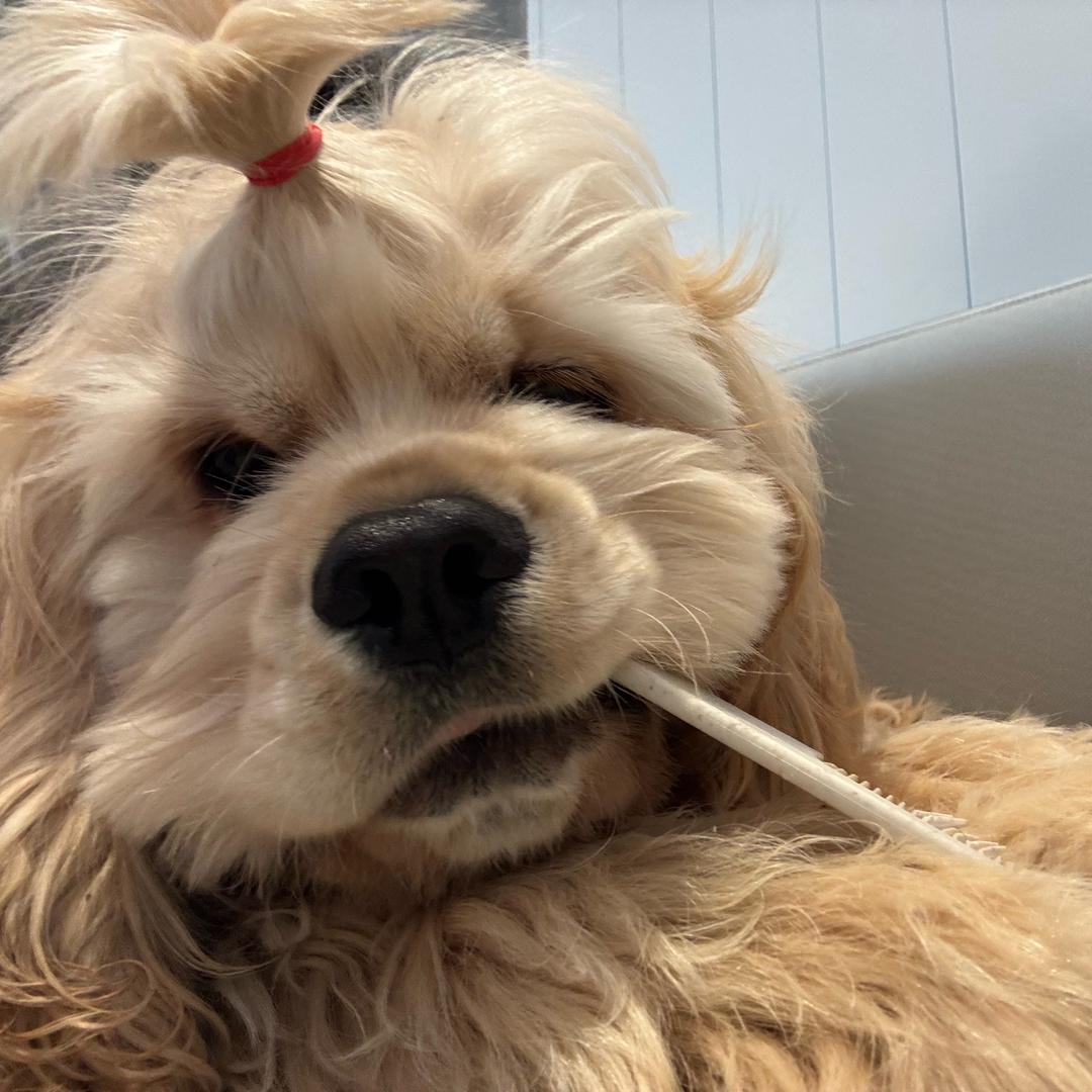 梨梨大伯