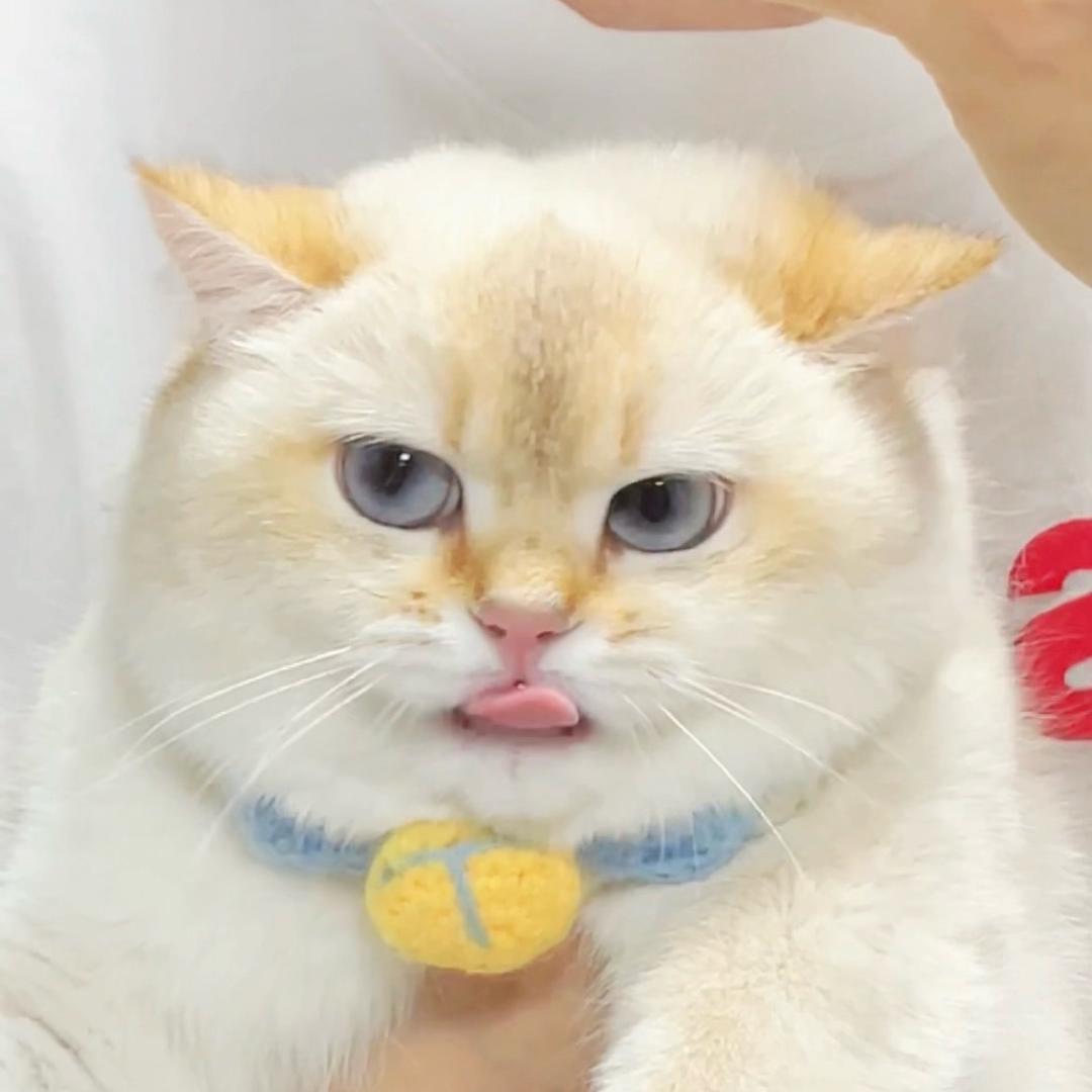茶茶吃不饱