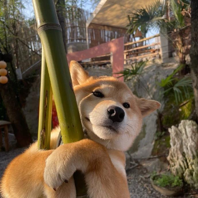 旺财说剧