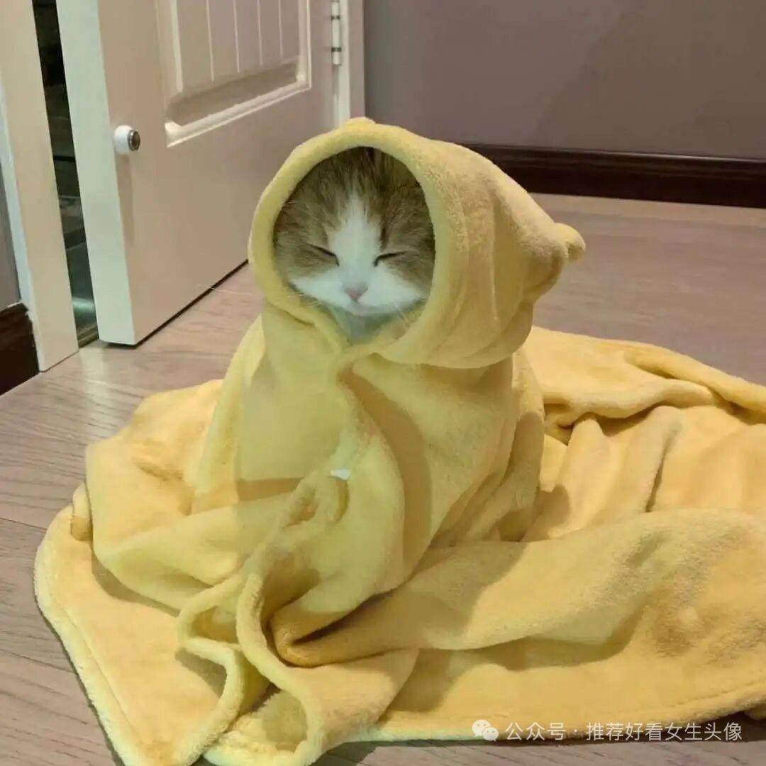 萌猫