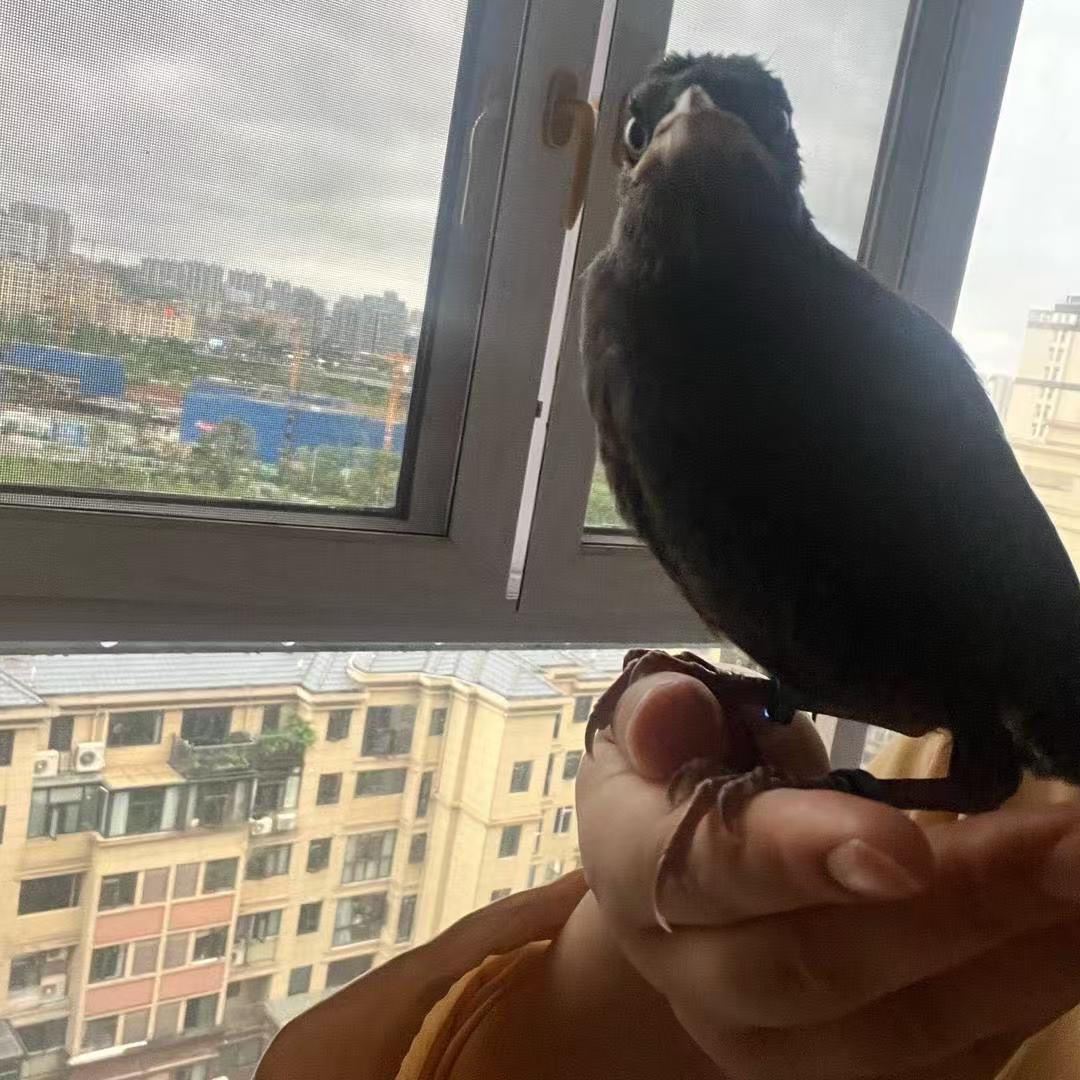 报晓八哥养殖场（个体工商户）